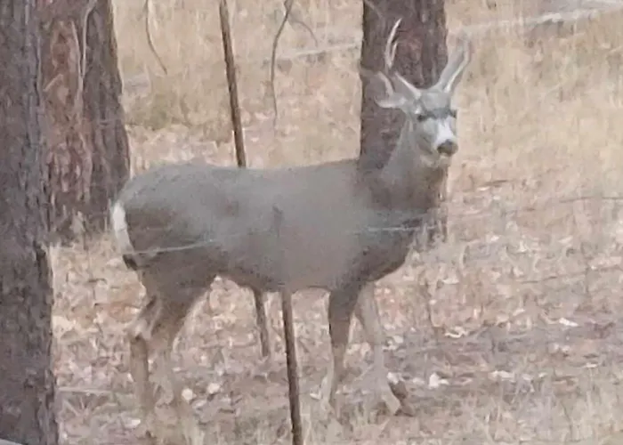Double Decker At White Mountain Pinetop-Lakeside